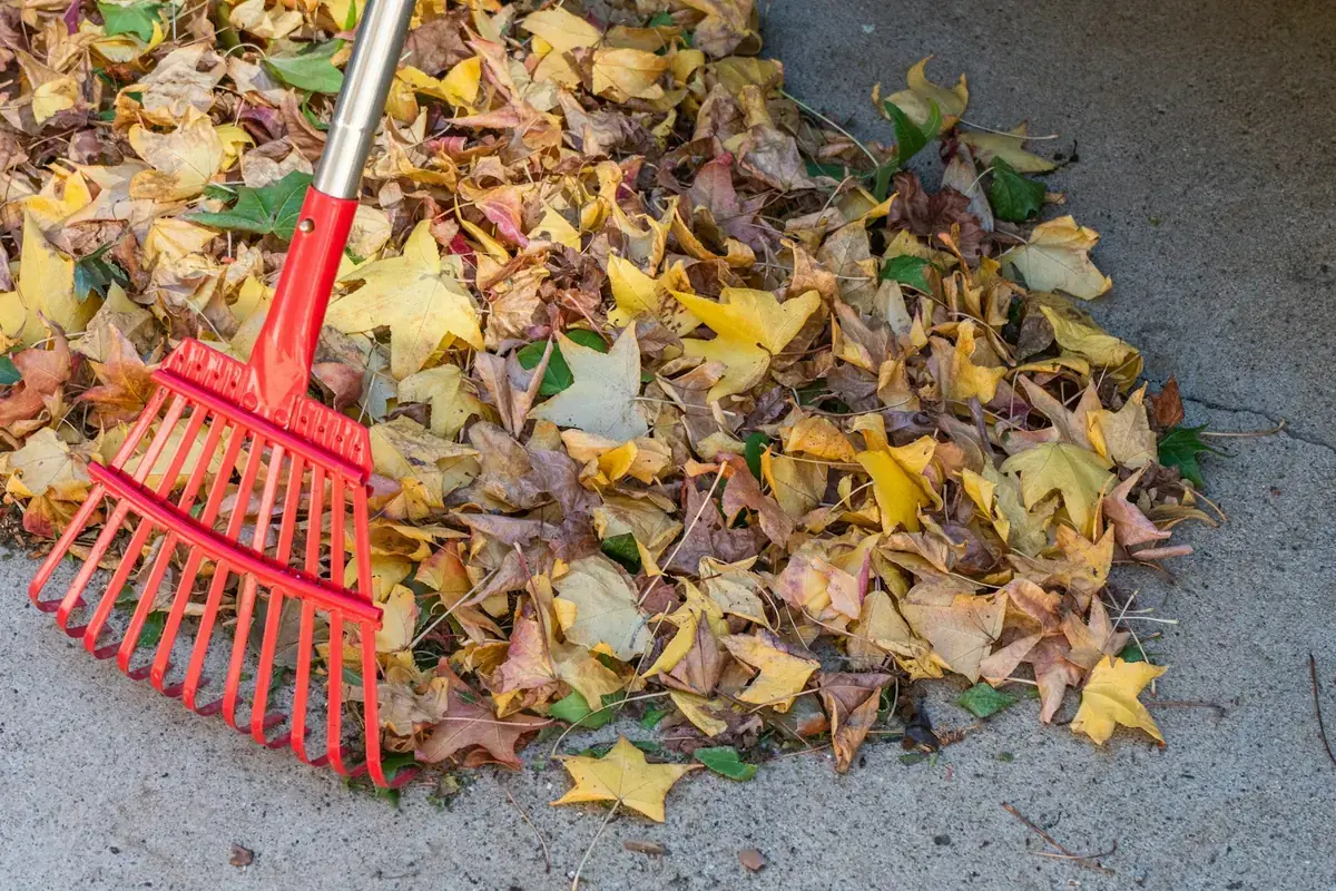 A red leaf rake resting on a pile of raked fall leaves